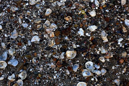 Sea Seashell photo