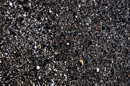 Sea Seashell