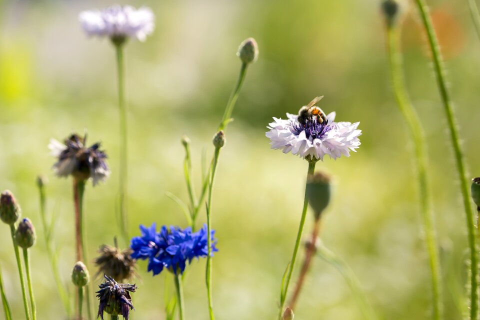 Flower garden insects bee