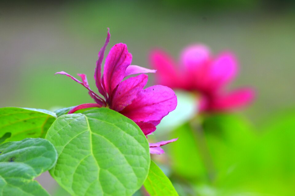 Spring plant flowers