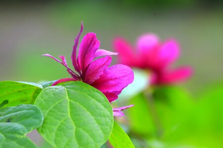 Spring plant flowers photo