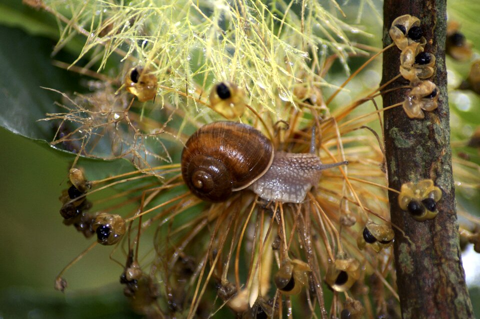 Animal nature slowly