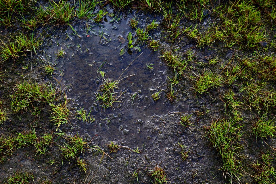 Water Puddle photo