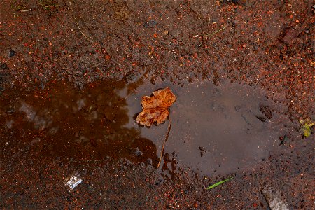 Water Puddle