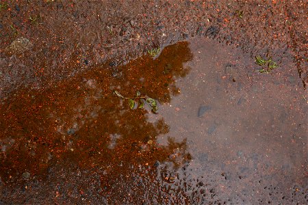 Water Puddle