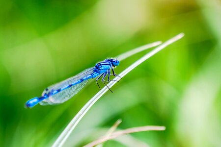 Close up dragonflies and damseflies photography photo