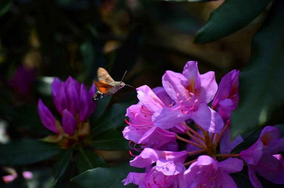 Spring plant flowers