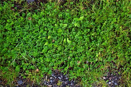 Nature Grass