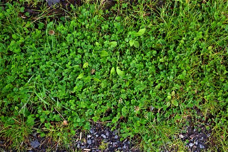 Nature Grass photo