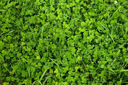 Nature Grass