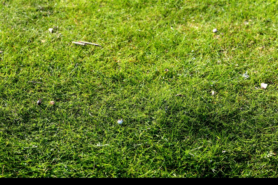 Nature Grass photo