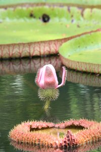 Flower pond aquatic plant photo