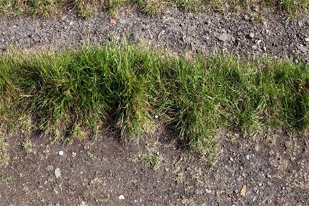 Nature Grass