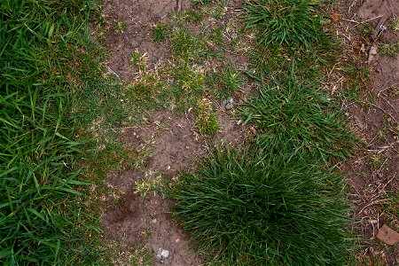 Nature Grass