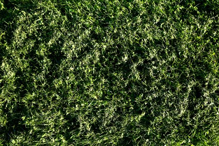 Nature Grass