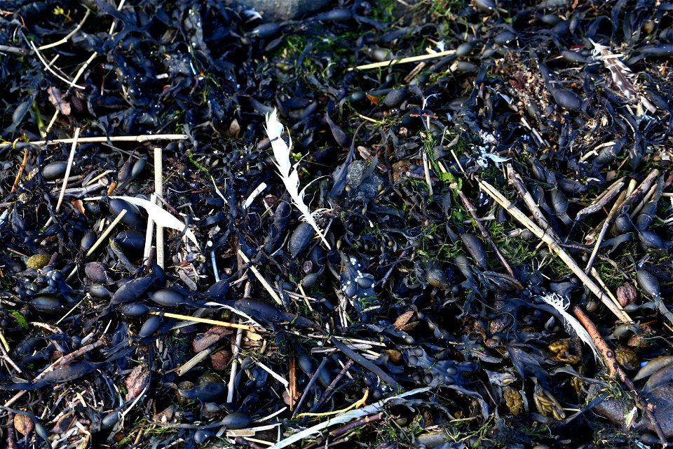 Debris Seaside