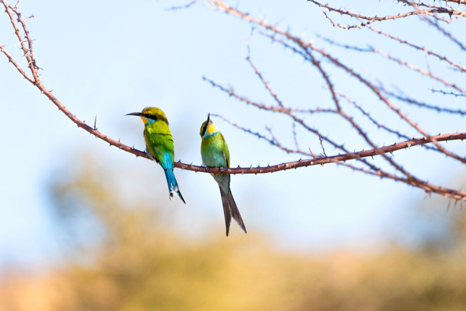 Animal world plumage color