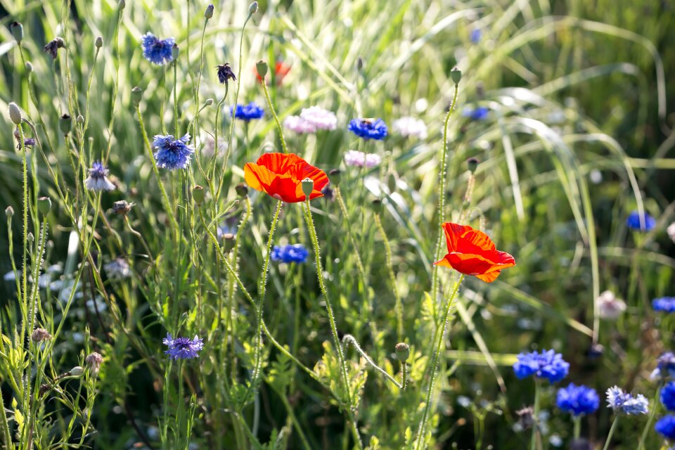 Nature plants red