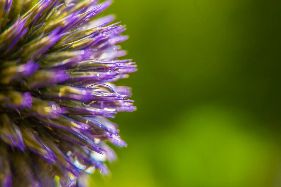Close up plant thistle