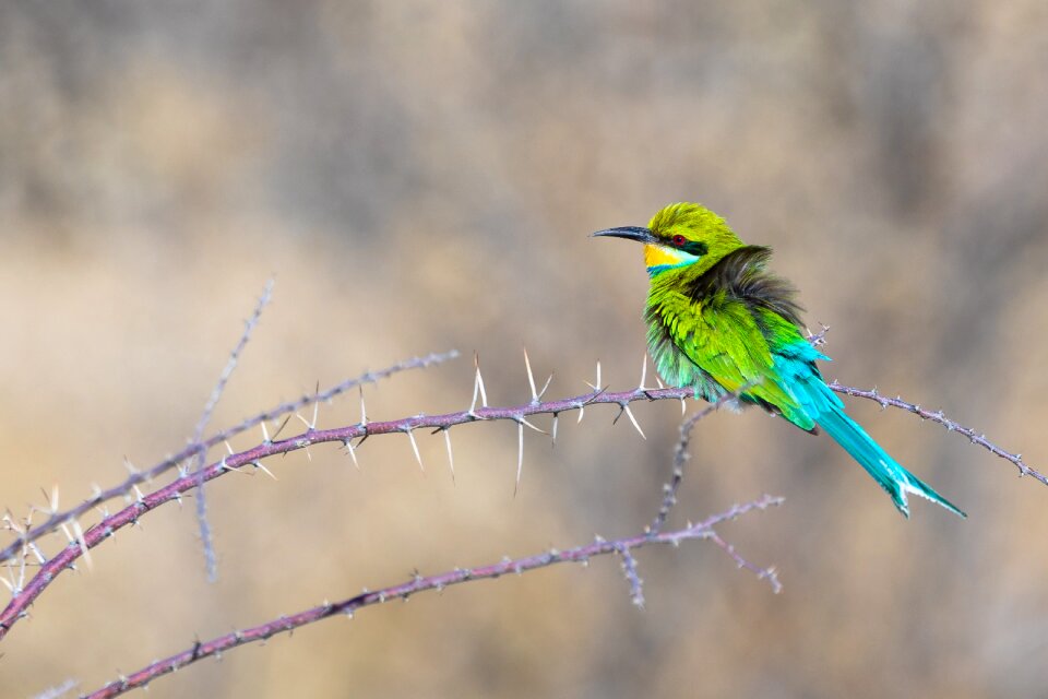 Animal world plumage color