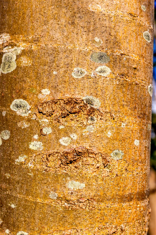 Nature Tree Trunk