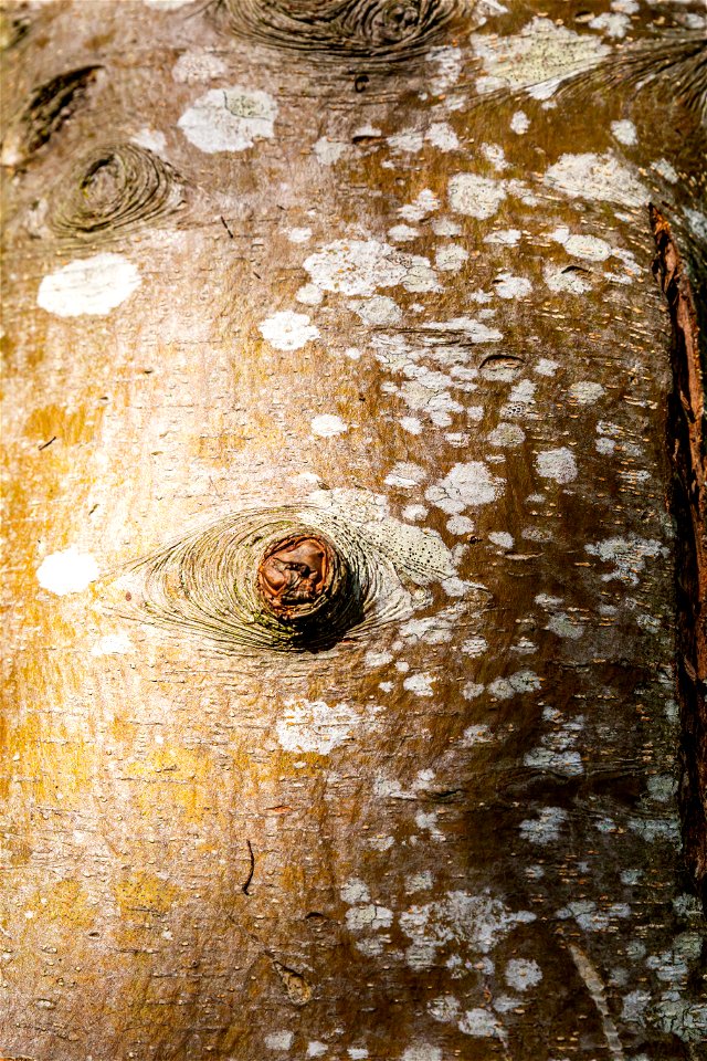 Nature Tree Trunk