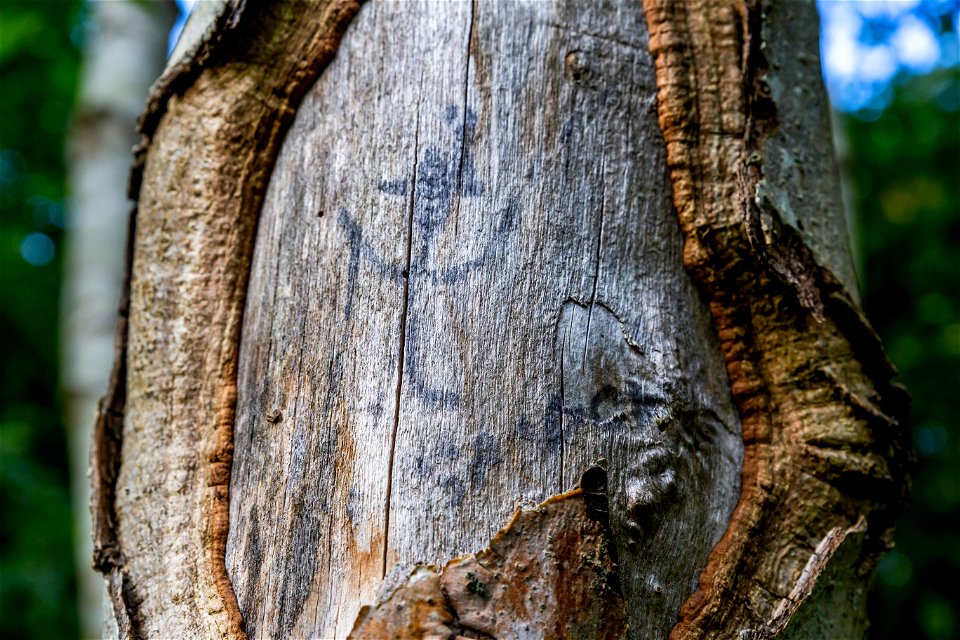 Nature Tree Trunk