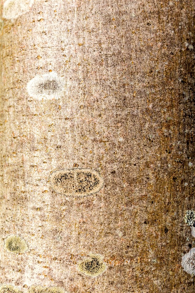 Nature Tree Trunk