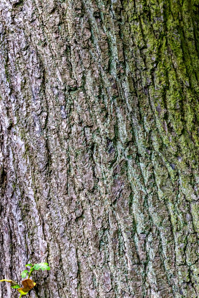 Nature Tree Trunk