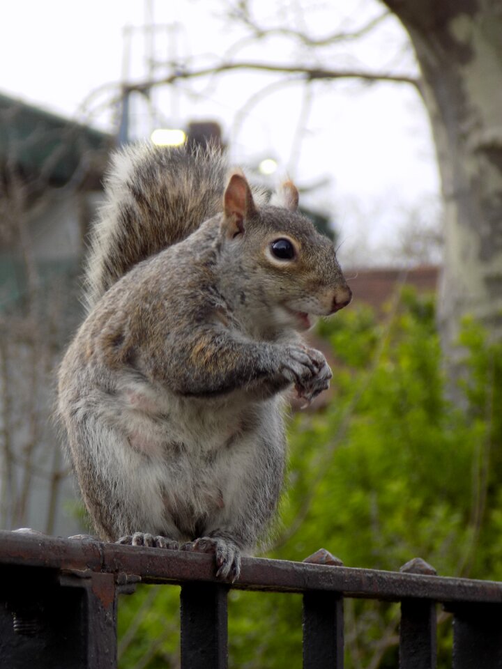 Squirrel cute nature