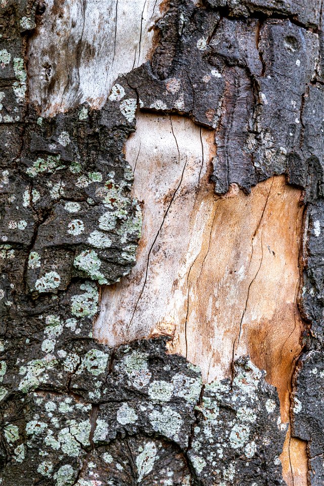 Nature Tree Trunk