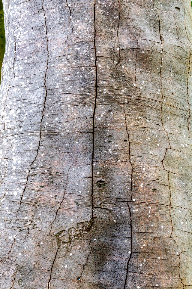 Nature Tree Trunk