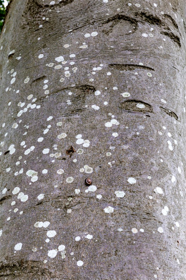 Nature Tree Trunk