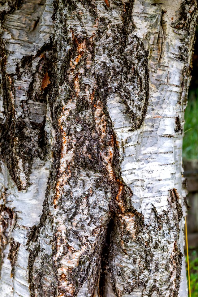 Nature Tree Trunk