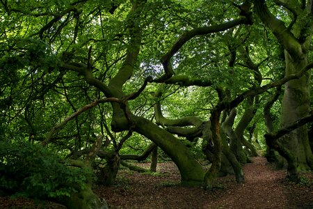 Fairy tale forest forest nature photo