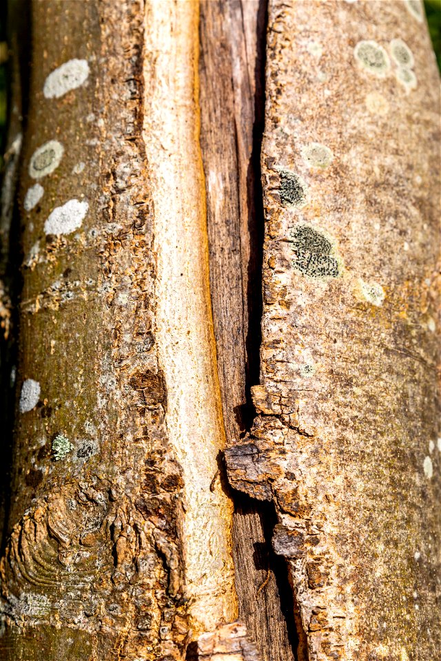 Nature Tree Trunk