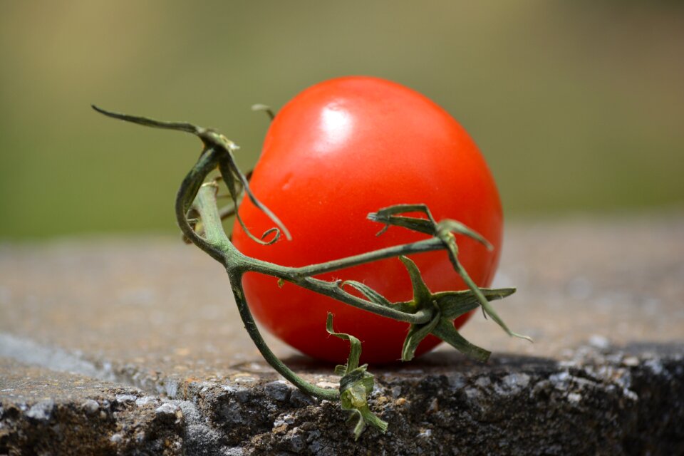Tomato food cookout