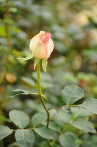 Flower throat natural