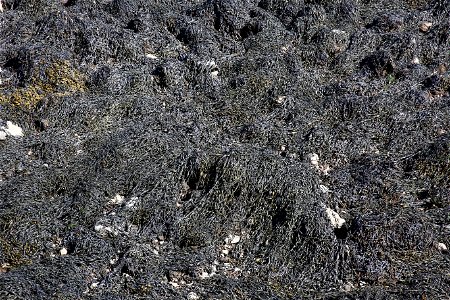 Sea Seaweed