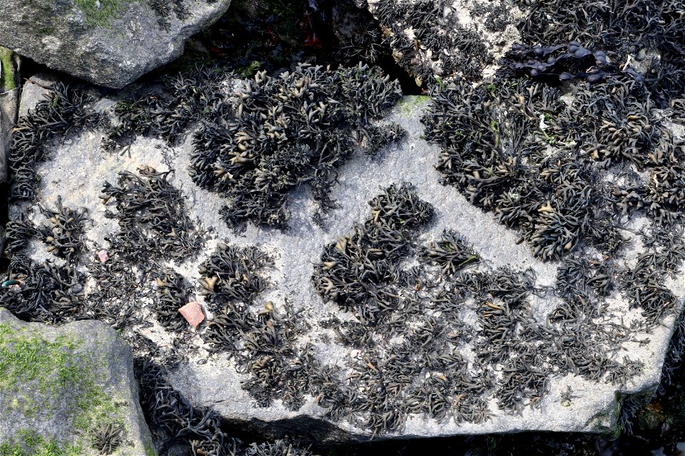 Sea Seaweed