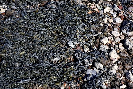 Sea Seaweed photo