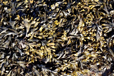 Sea Seaweed photo