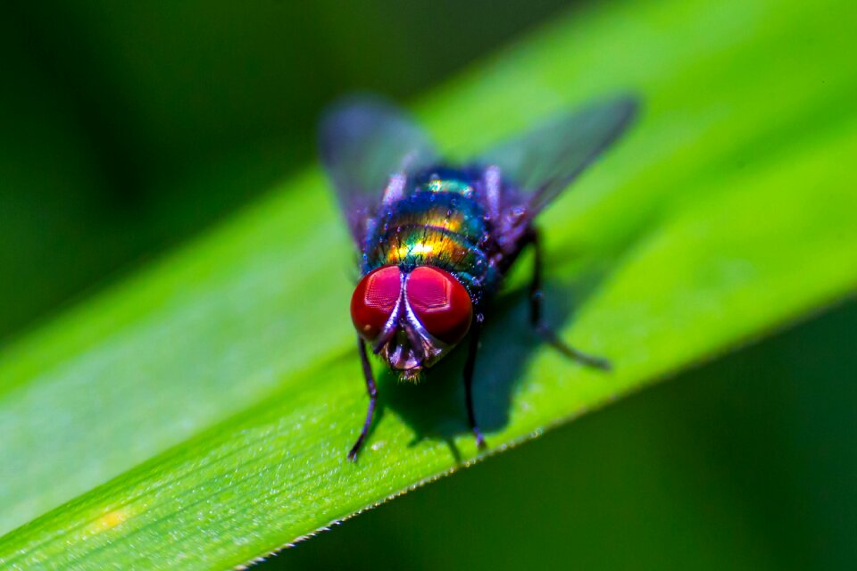 Invertebrate close up membrane winged insect