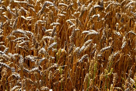Agro Field