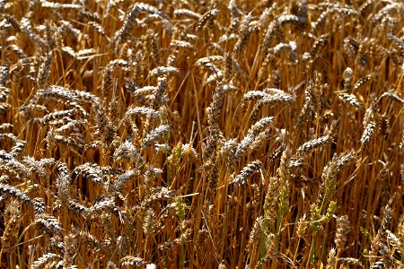 Agro Field photo