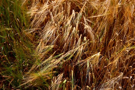 Agro Field photo