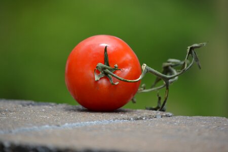 Tomato food cookout