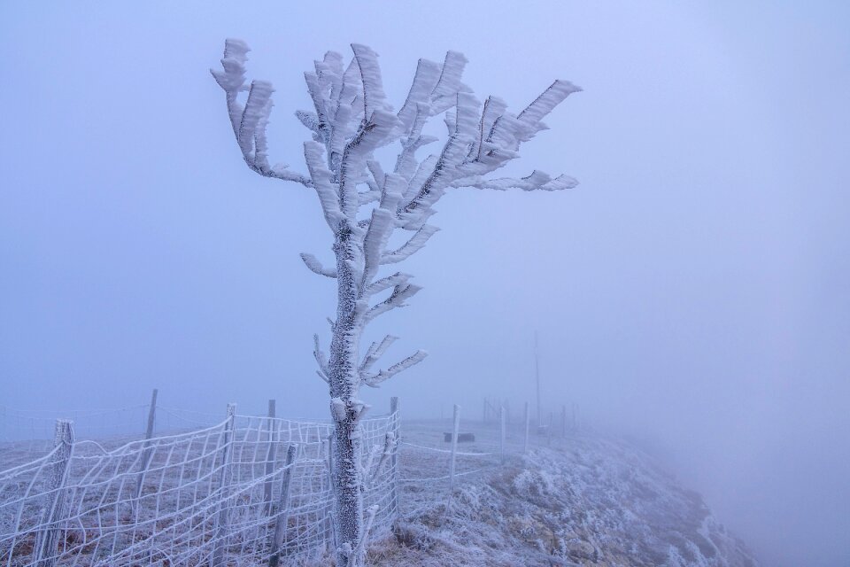 Hoarfrost cold frozen