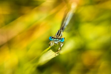 Dragonflies and damseflies damselfly invertebrate