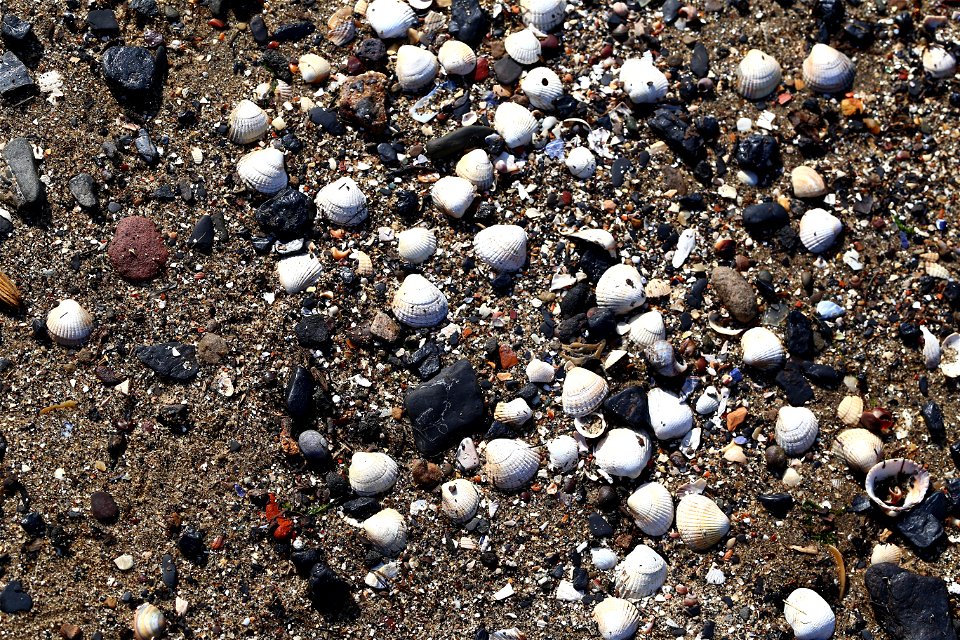 Sea Seashell photo